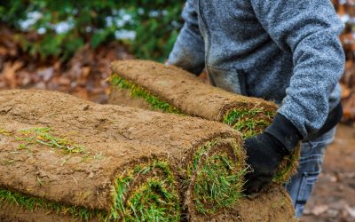 Gardener installing natural grass turf professional installer beautiful rolled sod lawn field.